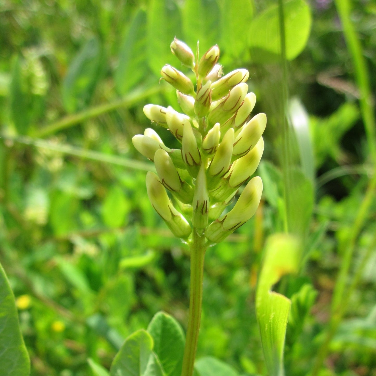 Astragalus