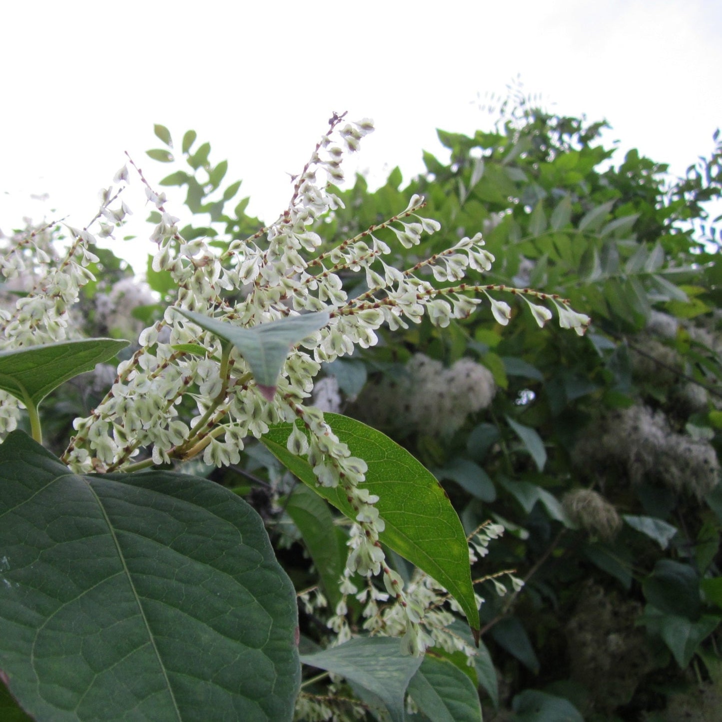 Nicotinamide Riboside (NR)