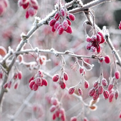 Berberine