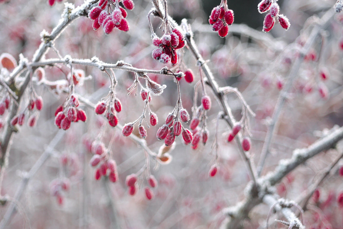 Wat is Berberine?