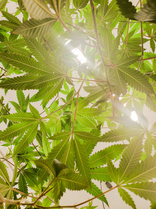 CBD